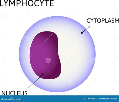 Lymphocyte Variety Of White Blood Cells Consist Of Cytoplasm And