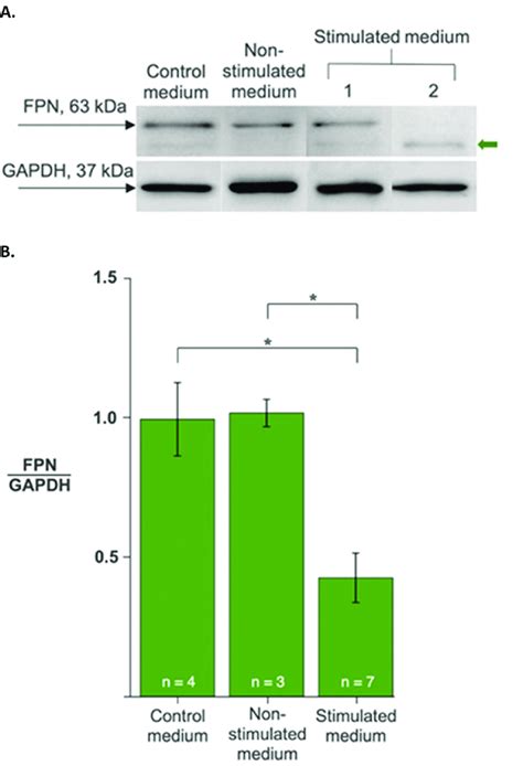 Regulation Of Ferroportin Levels In Monocytes By Secreted Hepcidin