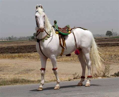 Hes A Marwari Stallion Standing In Full Dress With Bells On His Legs