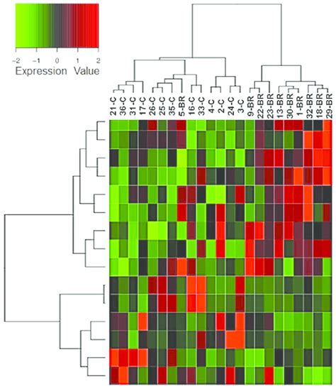 Heatmap Expression