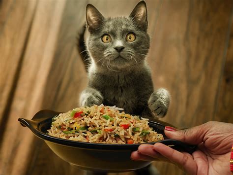 Can Cats Eat Bananas Is It A Safe Fruit For Cats Uk Pets