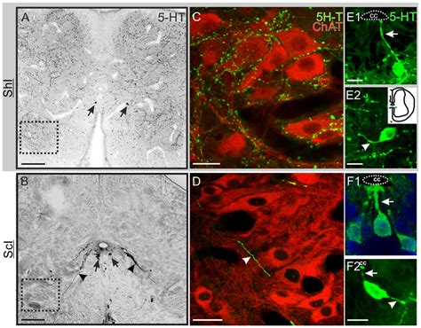 Serotonin 5 Ht Innervation In The Lumbar Spinal Cord A