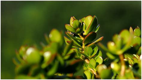 Planta Jade Como Cuidar Da Suculenta Que Atrai Prosperidade