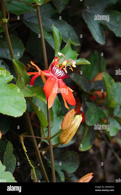 Passiflora Coccinea Scarlet Passion Flower Red Passion Flower