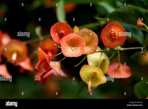 Chinese hat plant in flower Stock Photo - Alamy