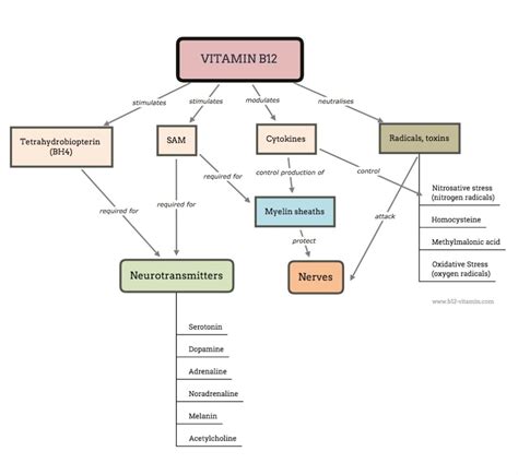 Vitamin B12 Brain And Psyche