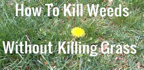 How To Get Rid Of A Lawn Full Of Weeds How Does Your Garden Mow