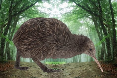 The Fascinating Kiwi Bird: Discovering the Secrets of New Zealand's ...