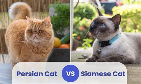 Persian Cat vs Siamese Cat: Which is Right for You?