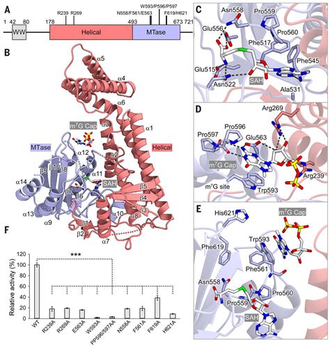 Cap Specific Terminal N6 Methylation Of Rna By An Rna Polymerase Ii Associated Methyltransferase