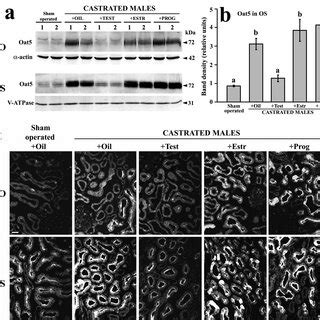 Zonal And Sex Differences In The Expression Of ROat5 Protein In The Rat