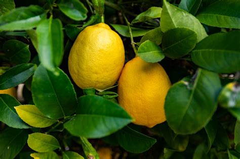 How America S Beloved Meyer Lemon Caused A Mid Century Citrus Panic