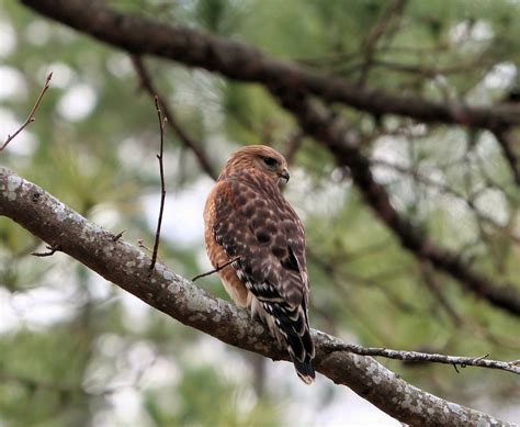 Red Tailed Hawk Free Photo Download Freeimages