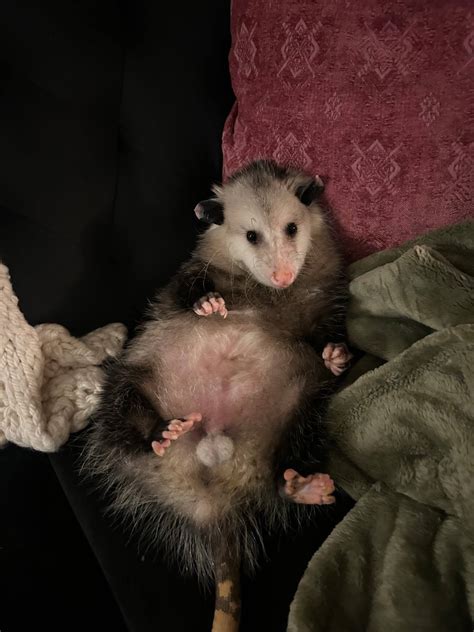 Pocon... - Pocono Wildlife Rehabilitation and Education Center