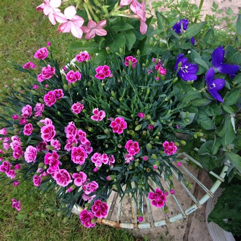 Dianthus 'Pink Kisses', Pink 'Pink Kisses' in GardenTags plant encyclopedia