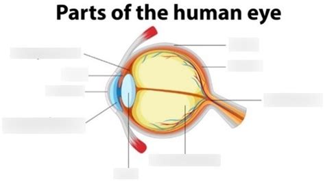 Ophthalmology Pt 1 Diagram Quizlet