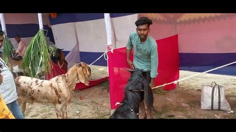 প্রাণী সম্পদ সেবা সপ্তাহ ও প্রদর্শনী 2024 তাড়াশ L Animal Resource