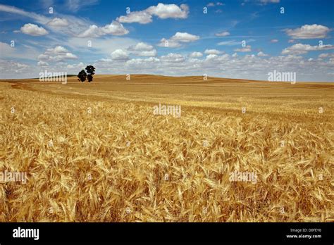 Wheat Fields In Palencia Castilla Leon Spain Campos De Trigo En