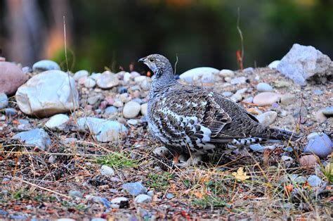 Nikon Sniper: Struting Like A Female Blue Grouse