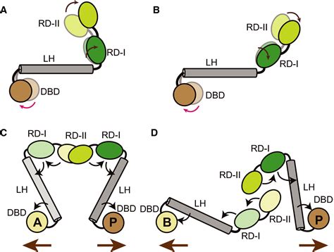 Crystal Structure Of The Fulllength Lysrtype Transcription Regulator