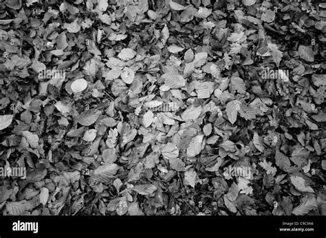 Scattered Autumn Leaves On Ground Black And White Stock Photos And Images