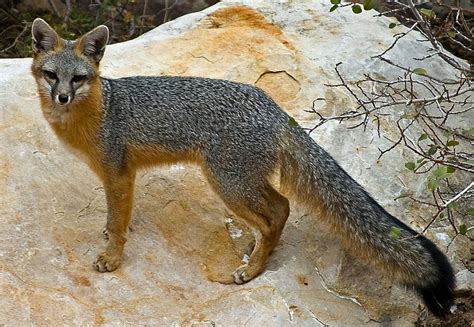 Gray Fox L Incredible Tree Climbing Wild Canid Our Breathing Planet