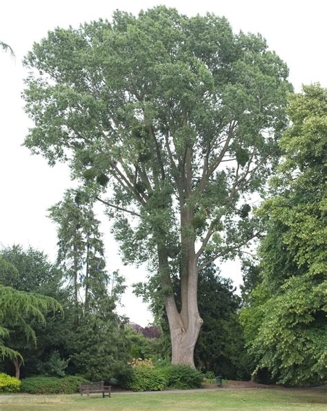 Populus × Canadensis Trees And Shrubs Online
