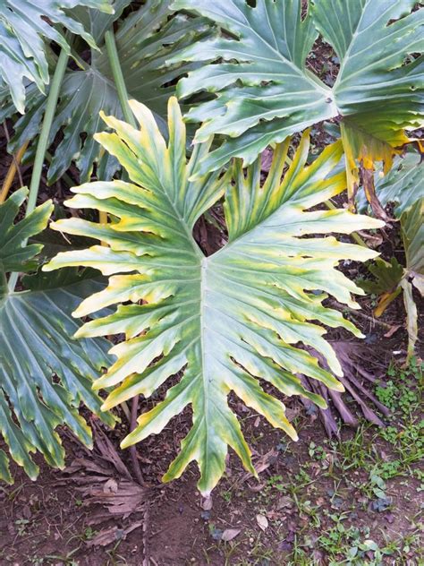 Split Leaf Philodendron Care Learn About Growing A Philodendron Selloum Plant