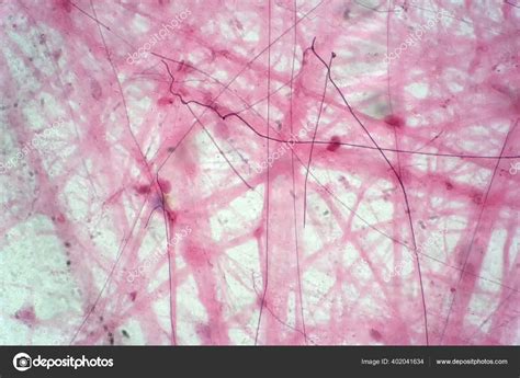 Areolar Connective Tissue Microscope View Histological Human Physiology ...