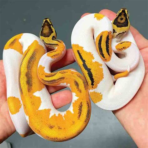 Ball Python History Care And Breeding Reptiles Magazine