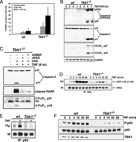 Tank Binding Kinase 1 Tbk1 Controls Cell Survival Through Pai 2