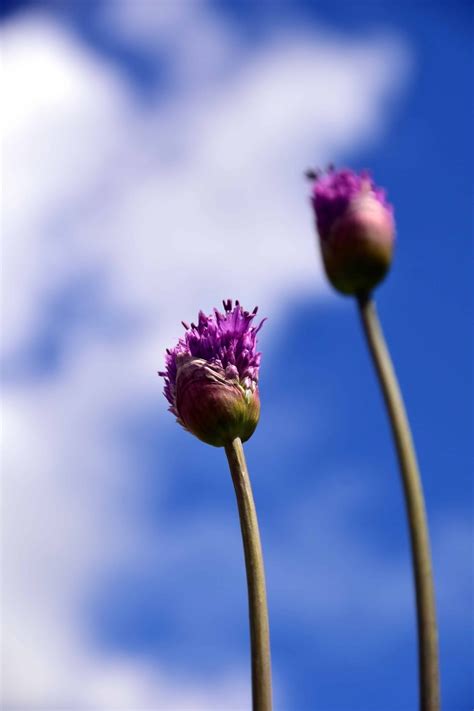 Imagen Gratis Flora Cielo Azul Prado Flores Silvestres Hojas