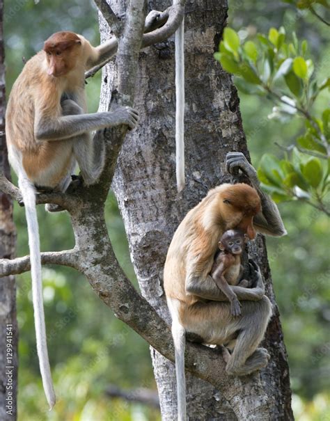 Adult Female Proboscis Monkey Nasalis Larvatus With New Born Baby