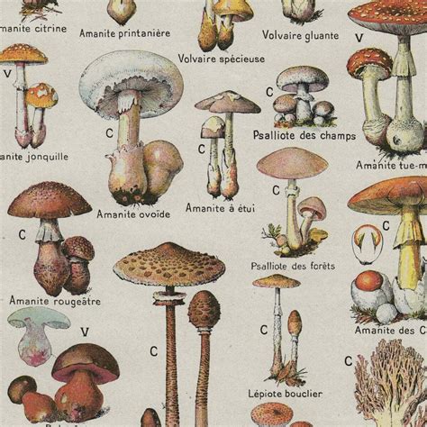 Mushroom Types Chart