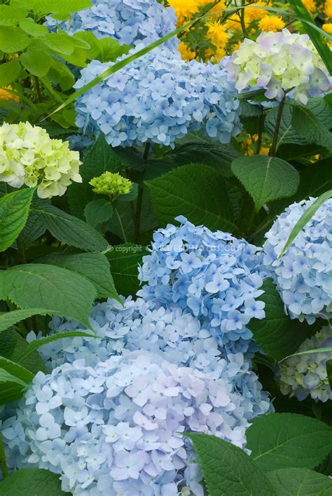 Hydrangea Macrophylla Endless Summer Plant Flower Stock Photography