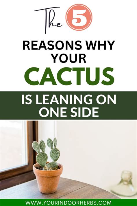 Why Is Your Cactus Leaning Tips For A Healthy And Upright Plant