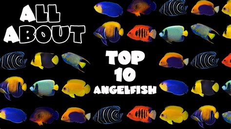 Saltwater Angelfish Species