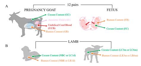 Exploring The Rumen And Cecum Microbial Community From Fetus To