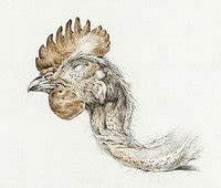 Head dead chicken Jean Bernard | Free Photo Illustration - rawpixel