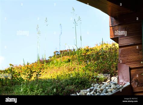 Extensive Green Living Sod Roof Covered With Vegetation Mostly