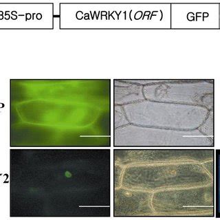 Nuclear Localization Of Cawrky Gfp Fusion Protein A Construction Of