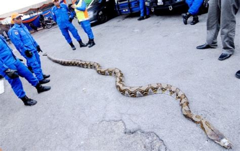 26ft Long Reticulated Python Found On Malaysias Penang Island Could