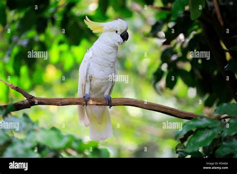 Sulfur Crested Cockatoo Adult On Branch Australia Cacatua Galerita