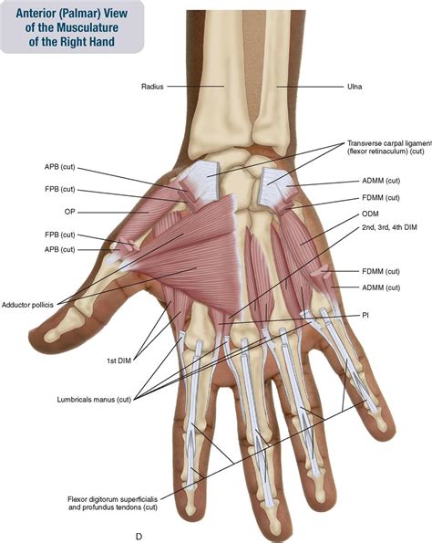 7 Muscles Of The Forearm And Hand Musculoskeletal Key