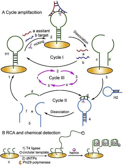 Cyclic Scheme Of Assistant Probe Mediated Nicking Endonuclease Signal Download Scientific