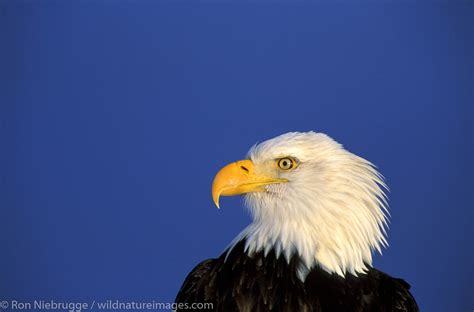 Bald Eagle Alaska Photos By Ron Niebrugge