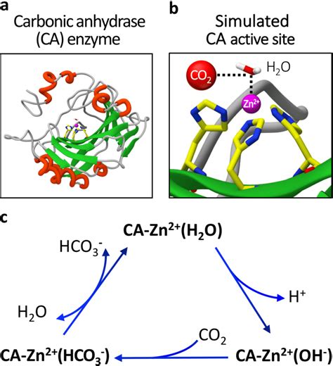 Carbonic Anhydrase Enzyme And Its Co2 Capture And Regeneration