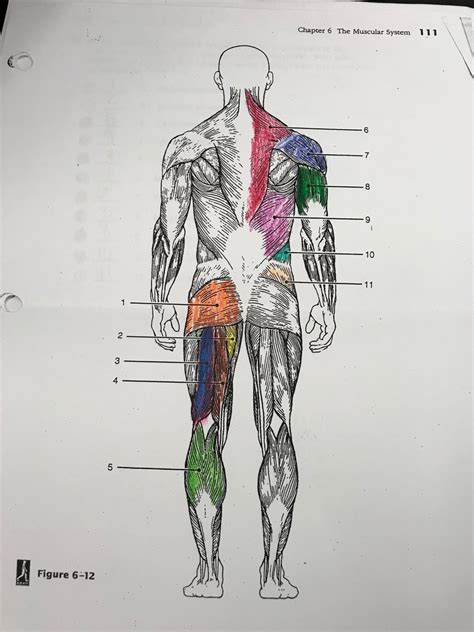 Dorsal Muscle Man Diagram Quizlet