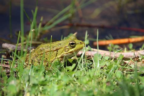 Pelophylax Perezi Rana N Iberian Green Frog Flickr