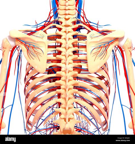 Back Anatomy Hi Res Stock Photography And Images Alamy